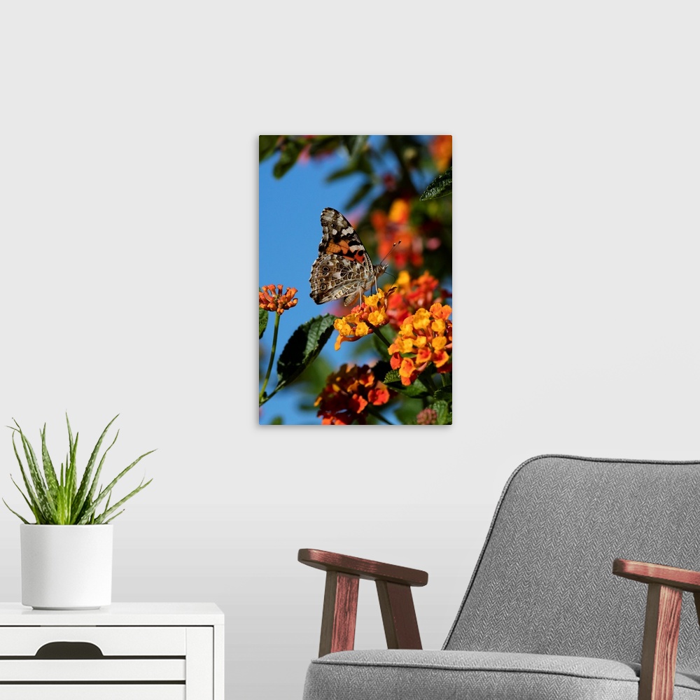 A modern room featuring USA, California. Painted lady butterfly on lantana flowers.