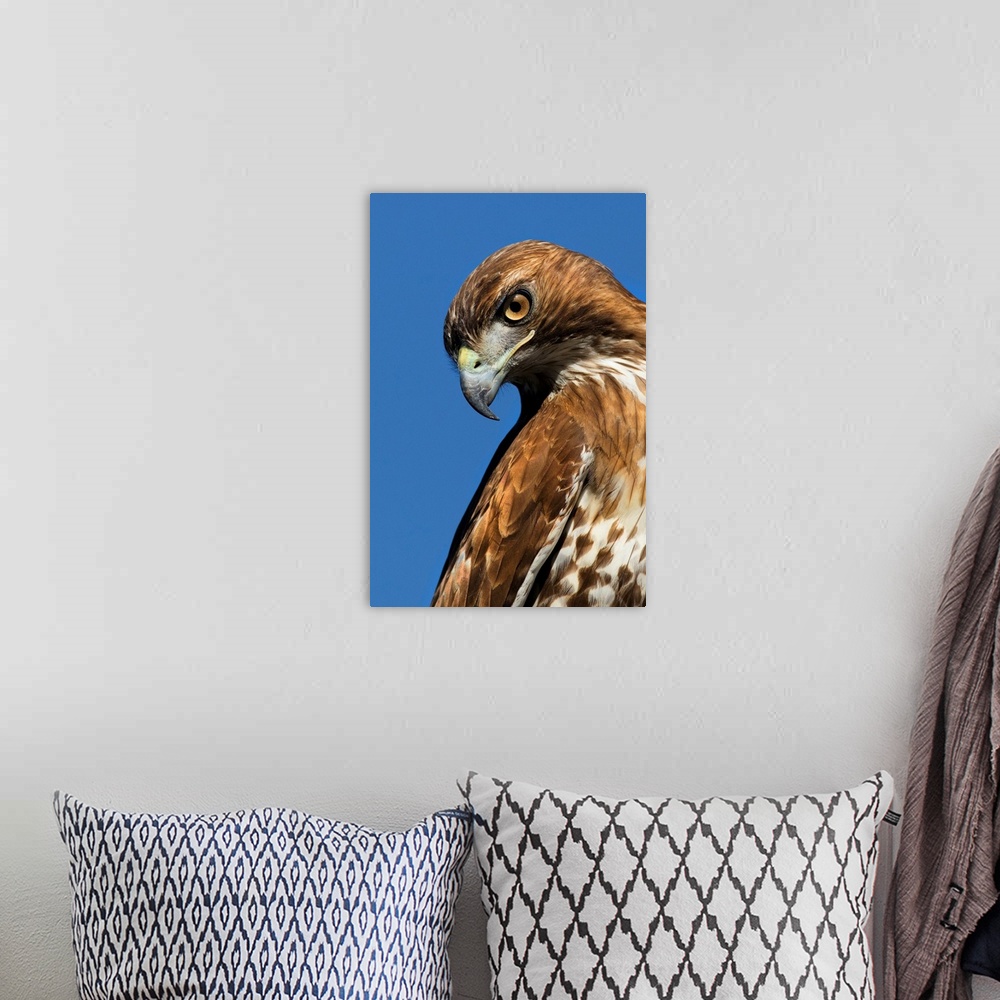 A bohemian room featuring USA, California. Red-shouldered hawk portrait.