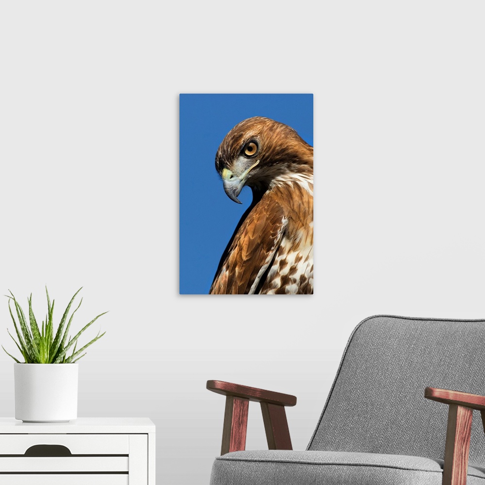 A modern room featuring USA, California. Red-shouldered hawk portrait.