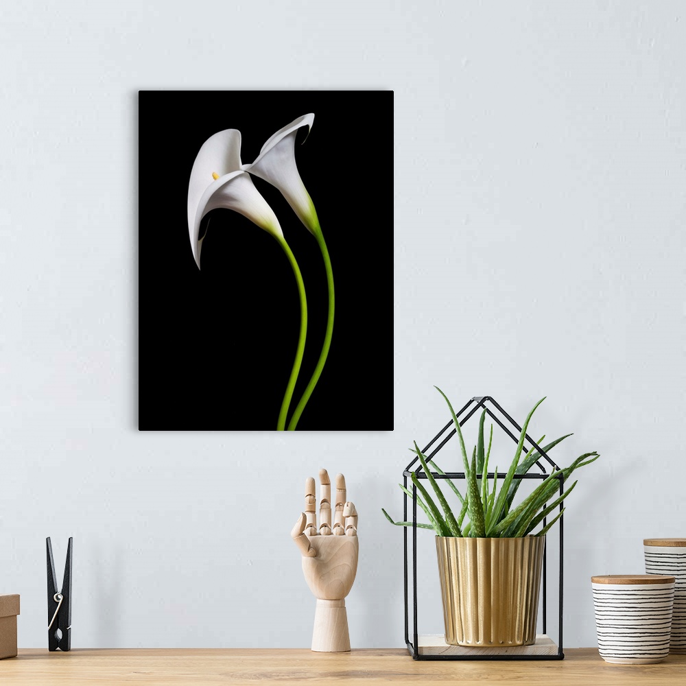 A bohemian room featuring USA, California. Two calla lily flowers.
