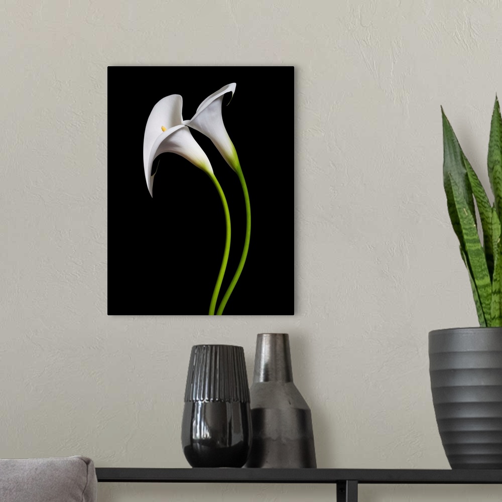 A modern room featuring USA, California. Two calla lily flowers.