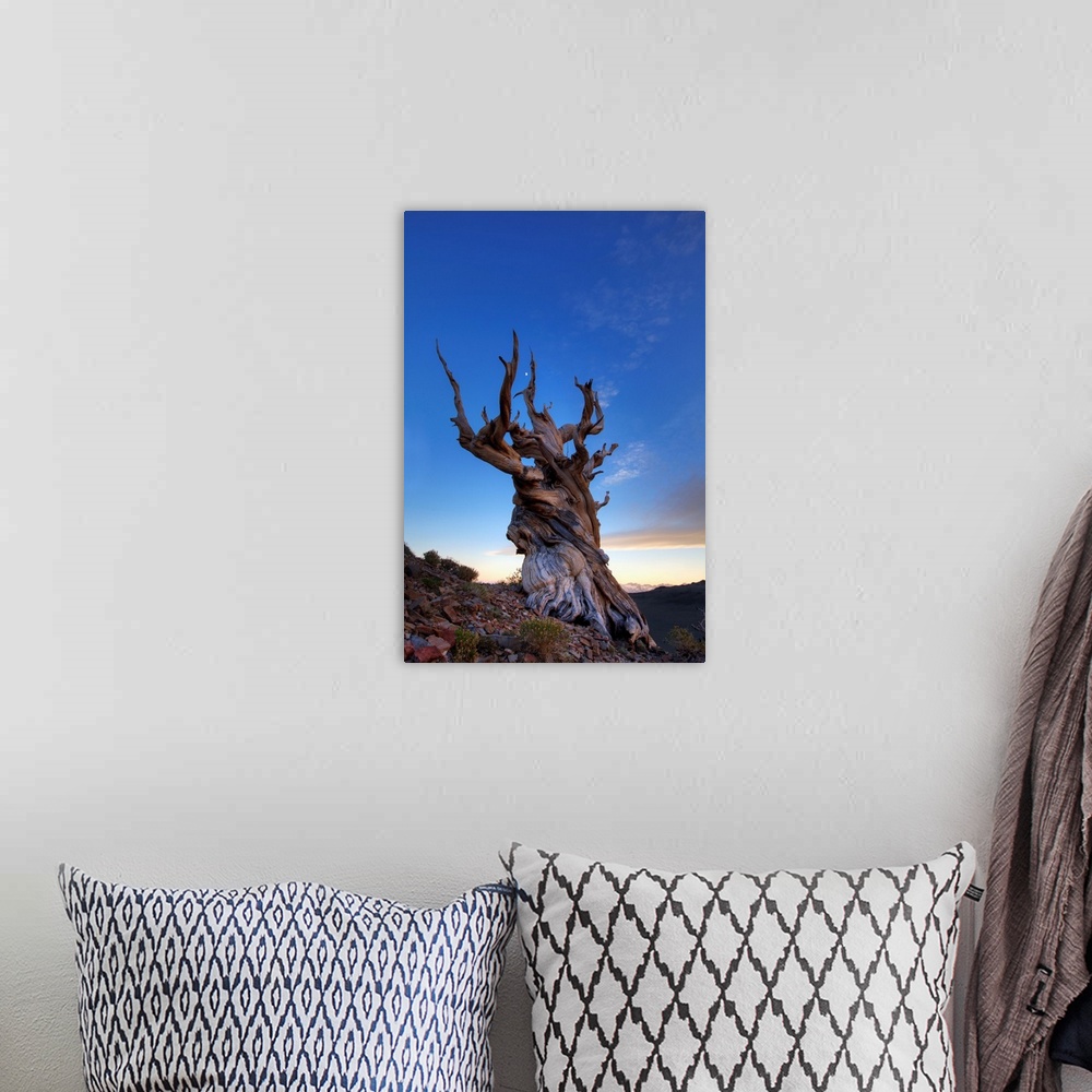 A bohemian room featuring USA, California, White Mountains. Bristlecone pine tree at sunset.
