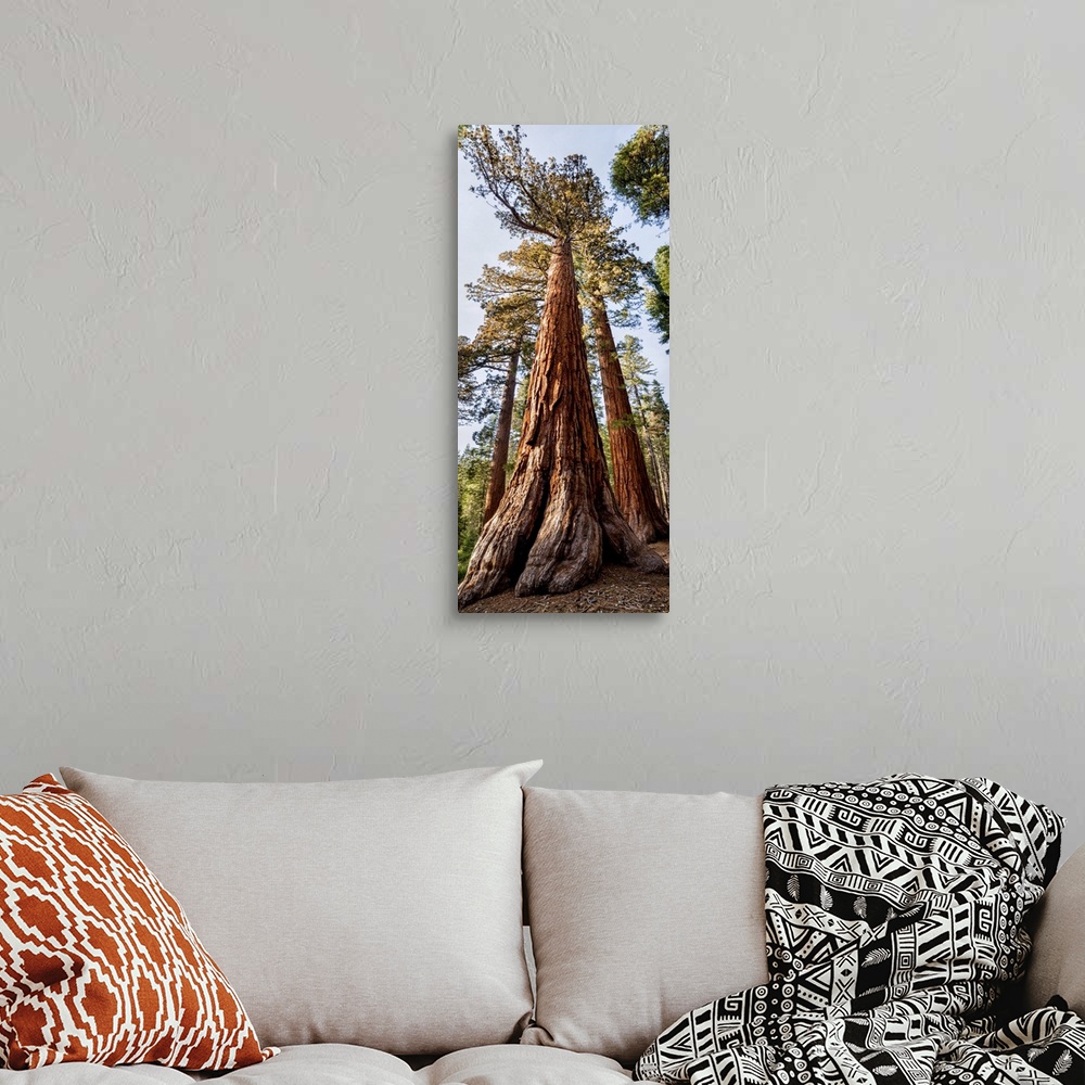 A bohemian room featuring USA, California, Yosemite National Park. Giant Sequoia trees in Mariposa Grove. United States, Ca...