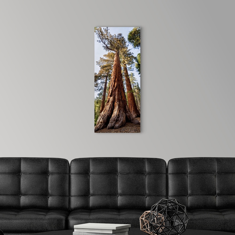 A modern room featuring USA, California, Yosemite National Park. Giant Sequoia trees in Mariposa Grove. United States, Ca...