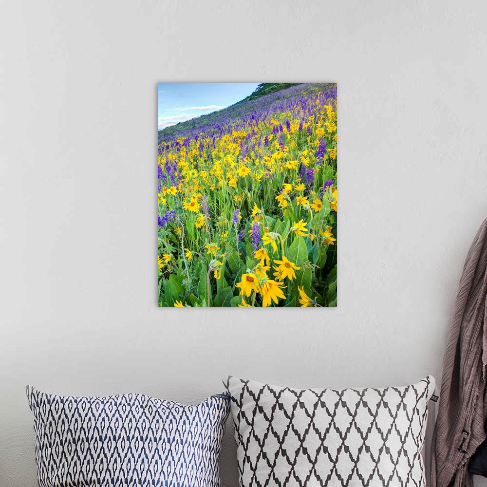 A bohemian room featuring USA, Colorado, Crested Butte. Wildflowers cover hillside.