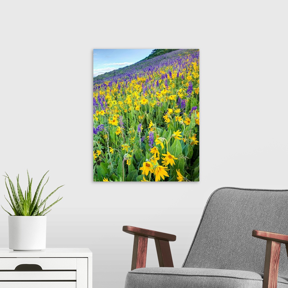 A modern room featuring USA, Colorado, Crested Butte. Wildflowers cover hillside.