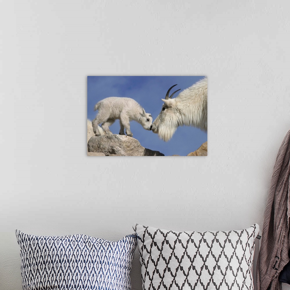 A bohemian room featuring USA, Colorado, Mount Evans. Mountain goat mother and newborn kid greeting.