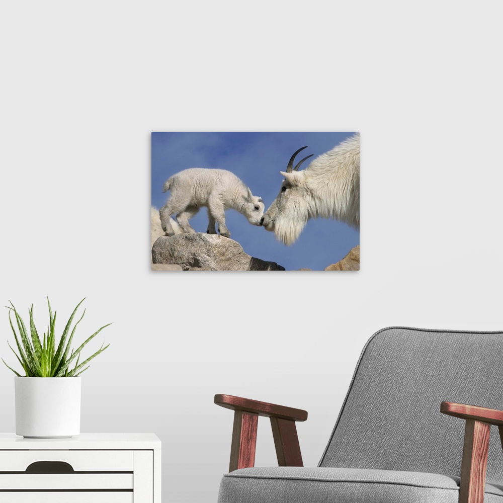 A modern room featuring USA, Colorado, Mount Evans. Mountain goat mother and newborn kid greeting.