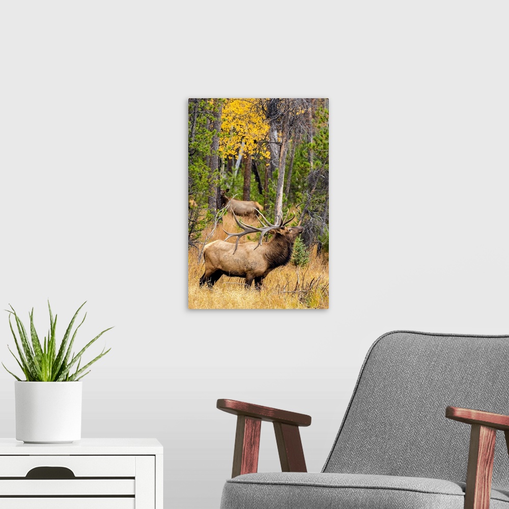 A modern room featuring USA, Colorado, Rocky Mountain National Park. Male elk beginning to bugle.