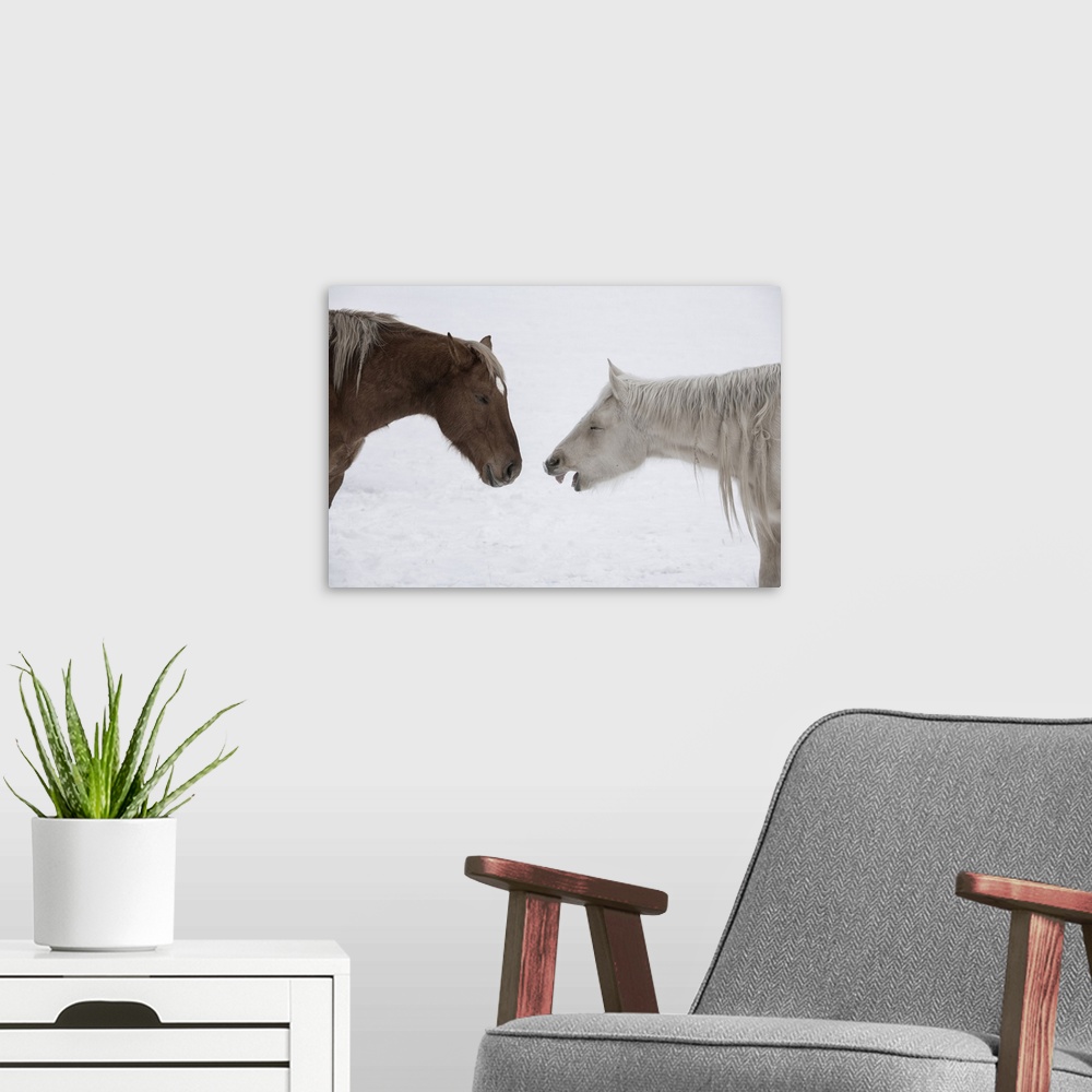 A modern room featuring USA, Montana. Gardiner. Palomino and sorrel, with shaggy winter coat, nose to nose. United States...