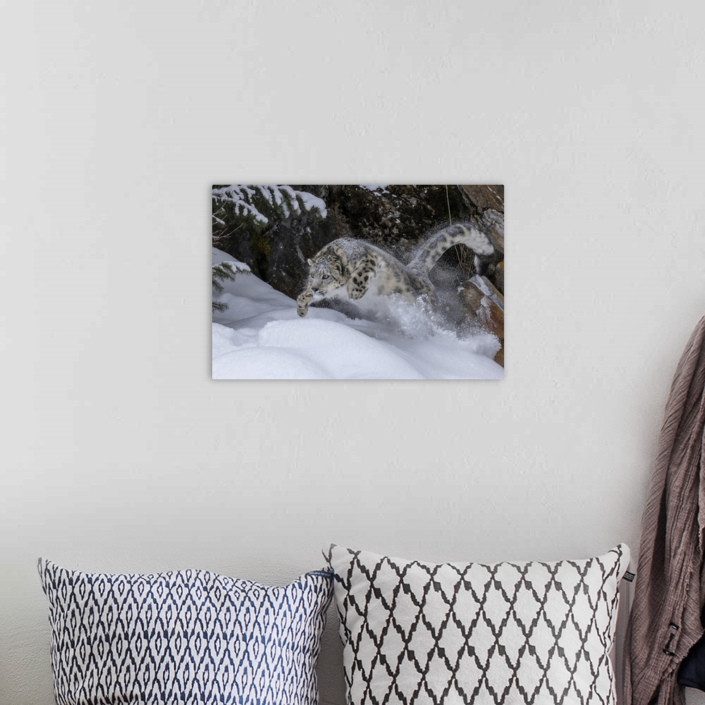 A bohemian room featuring USA, Montana, Leaping Captive Snow Leopard In Winter