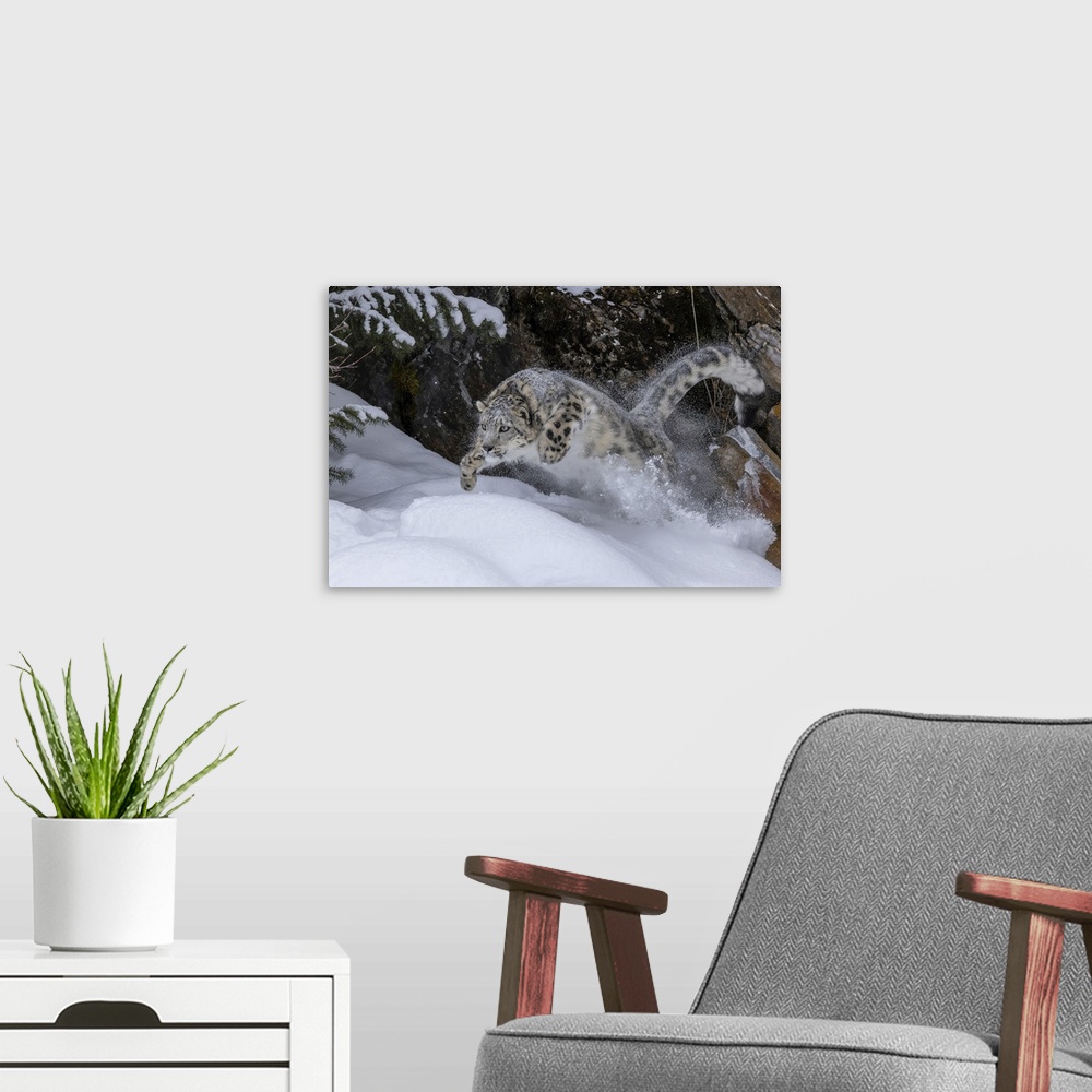 A modern room featuring USA, Montana, Leaping Captive Snow Leopard In Winter
