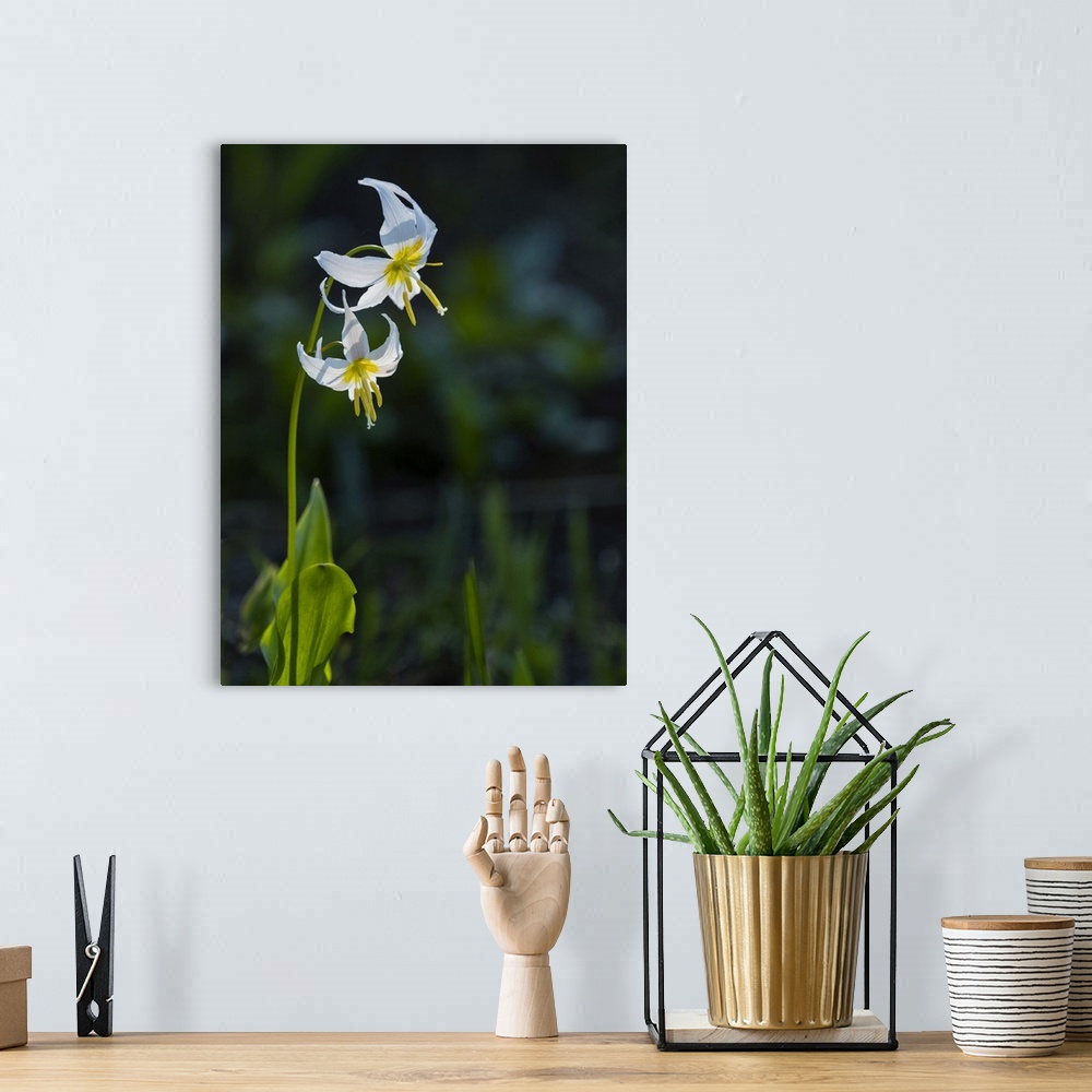 A bohemian room featuring Usa, Mount Rainier National Park, Great White Fawn lily.
