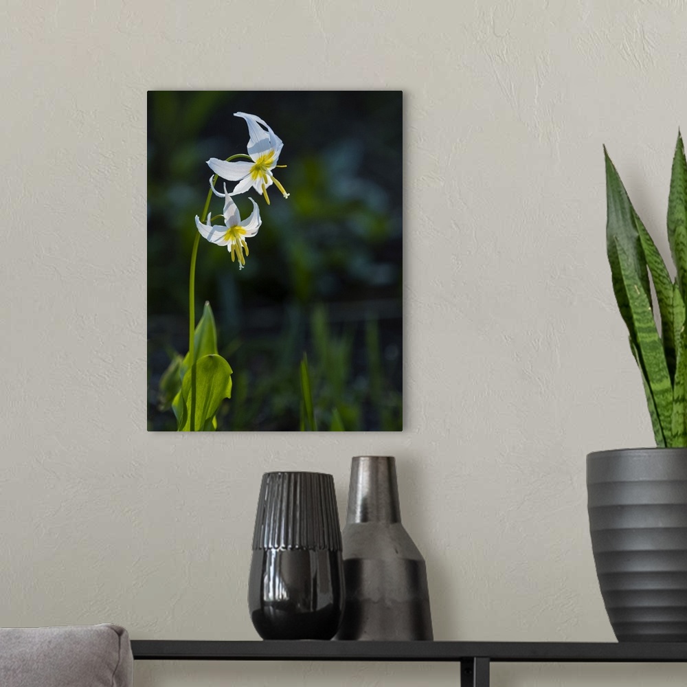A modern room featuring Usa, Mount Rainier National Park, Great White Fawn lily.