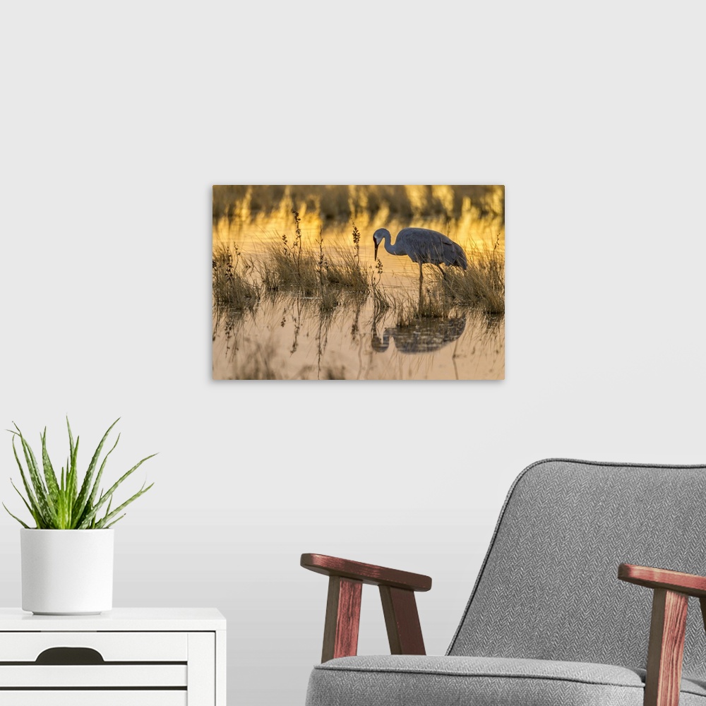 A modern room featuring USA, North America, New Mexico. Bosque Del Apache National Wildlife Refuge, Sandhill Crane In Wat...