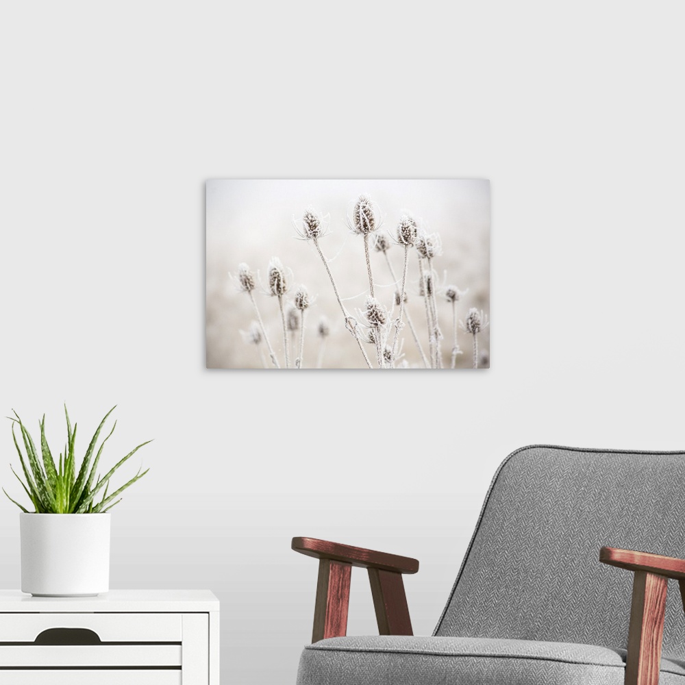 A modern room featuring USA, Oregon, Eugene, mornings frost on teasel.