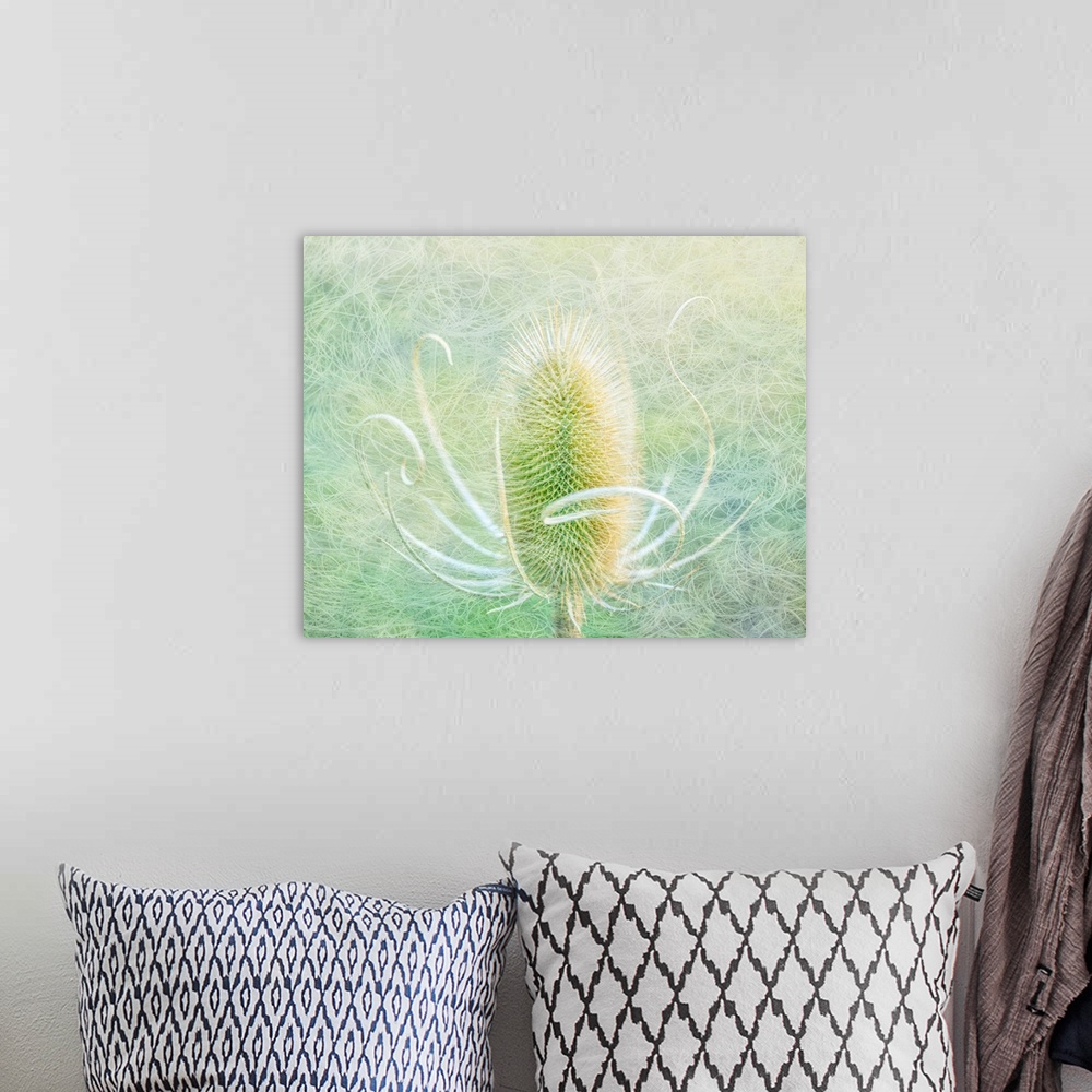 A bohemian room featuring USA, Oregon, Malheur National Wildlife Refuge. Abstract of teasel plant.
