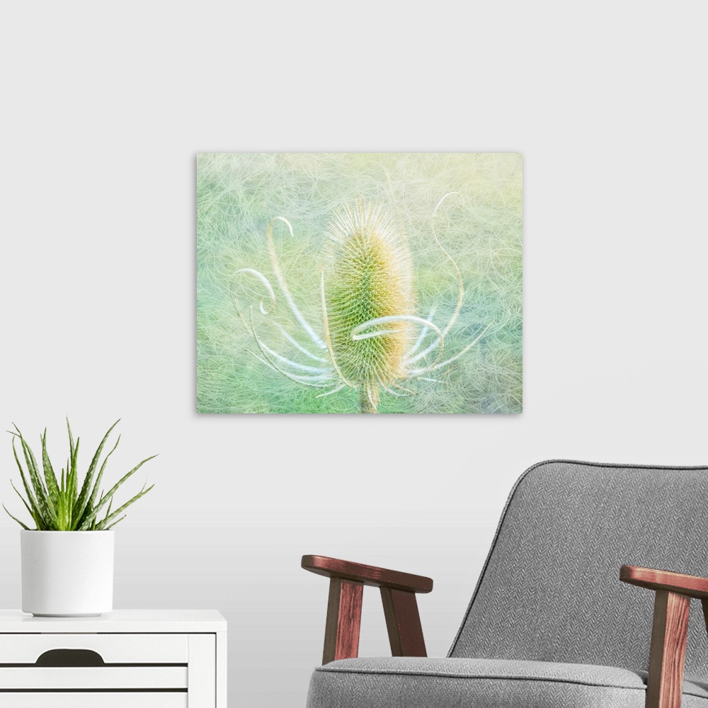 A modern room featuring USA, Oregon, Malheur National Wildlife Refuge. Abstract of teasel plant.