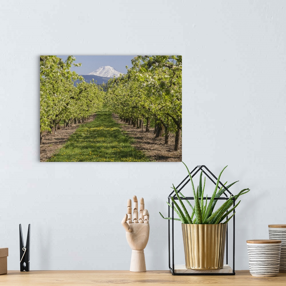 A bohemian room featuring USA, Oregon. Mt. Adams as seen from a fruit orchard in bloom.