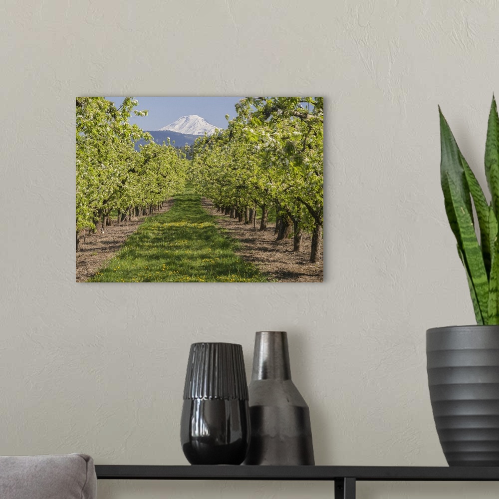 A modern room featuring USA, Oregon. Mt. Adams as seen from a fruit orchard in bloom.