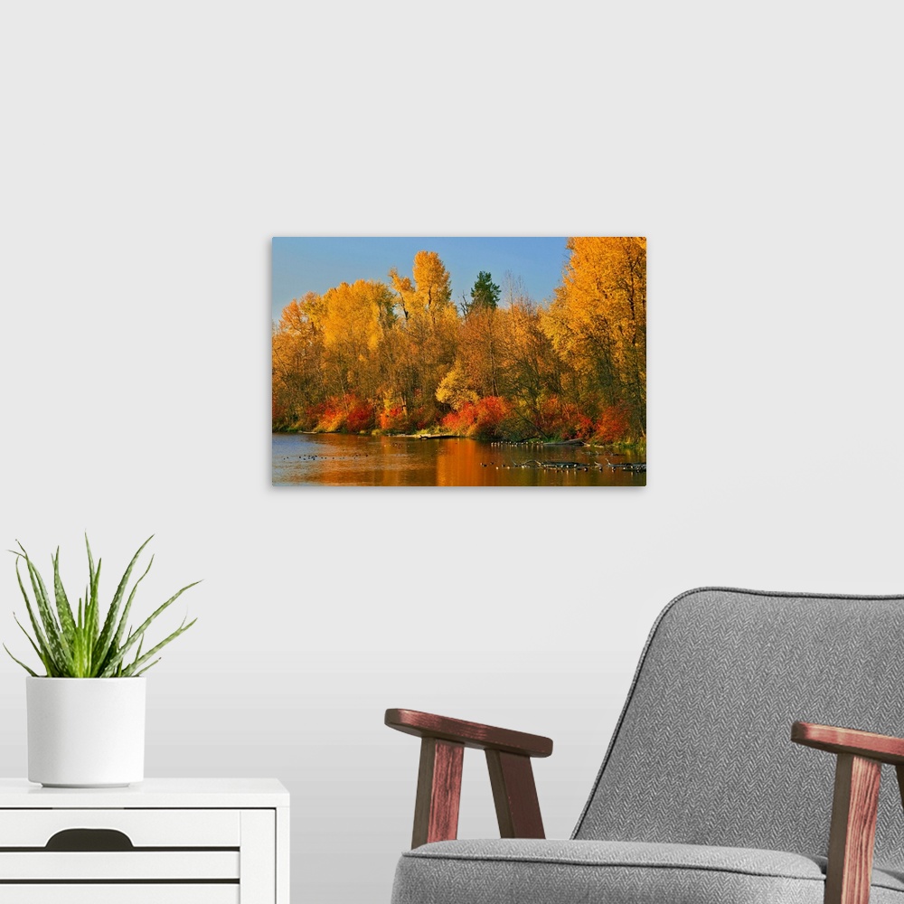 A modern room featuring USA, Oregon, Portland. Johnson Lake and waterfowl in autumn.