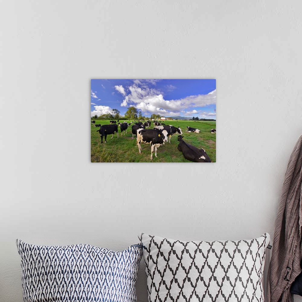 A bohemian room featuring USA, Oregon, Tillamook County. Holstein cows in pasture.