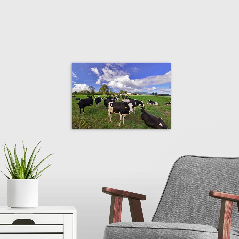 A modern room featuring USA, Oregon, Tillamook County. Holstein cows in pasture.