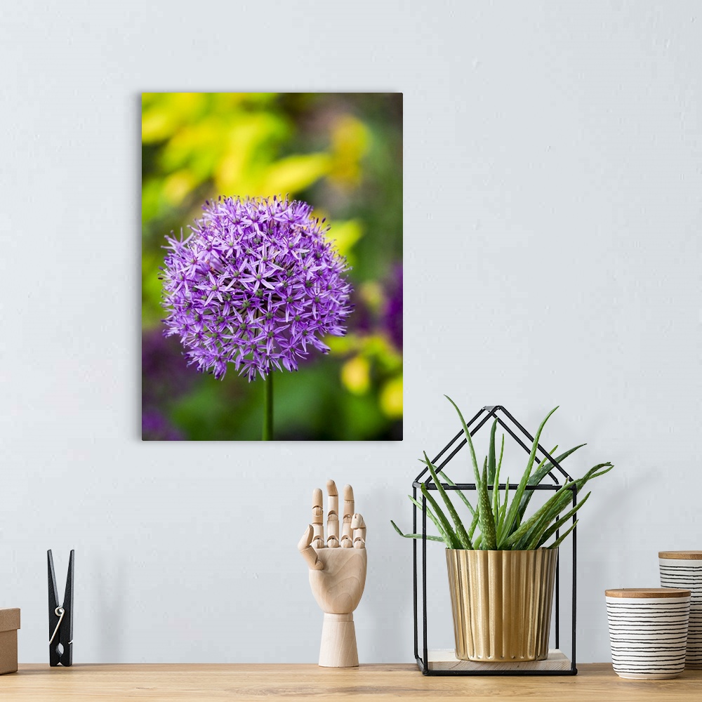A bohemian room featuring USA, North America, Pennsylvania. Close-Up Image Of The Summer Flowering Bulbous Perennial Purple...