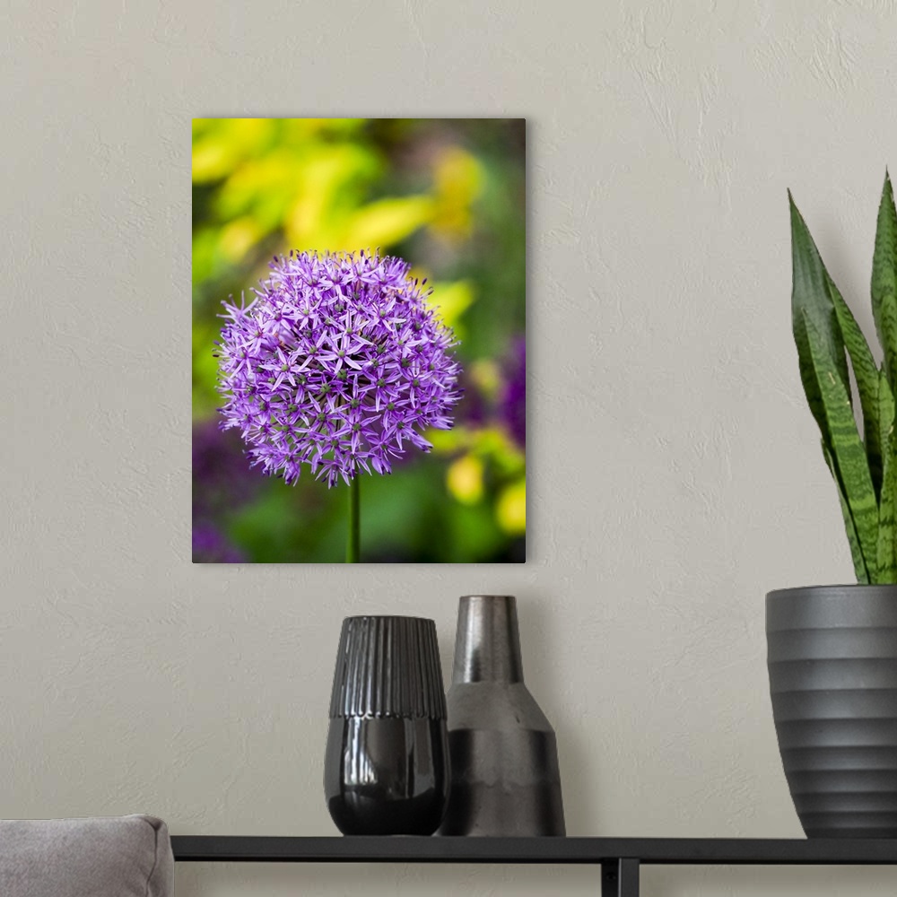 A modern room featuring USA, North America, Pennsylvania. Close-Up Image Of The Summer Flowering Bulbous Perennial Purple...