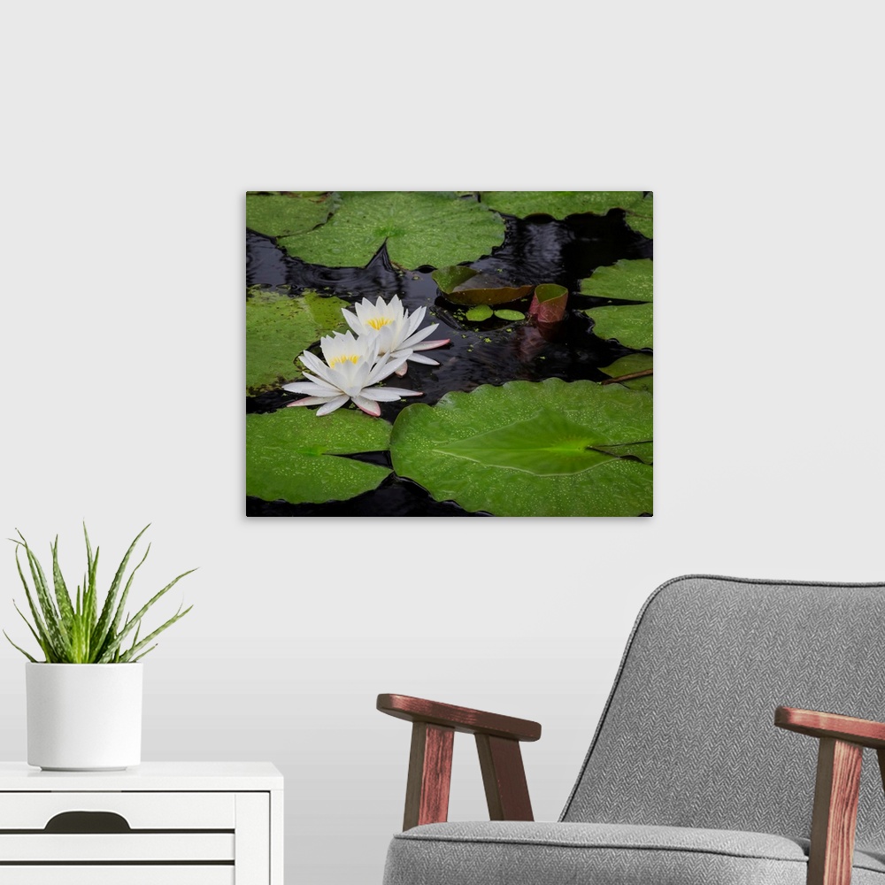A modern room featuring USA, South Carolina, Charleston, Cypress Gardens. Pond lily blooms.