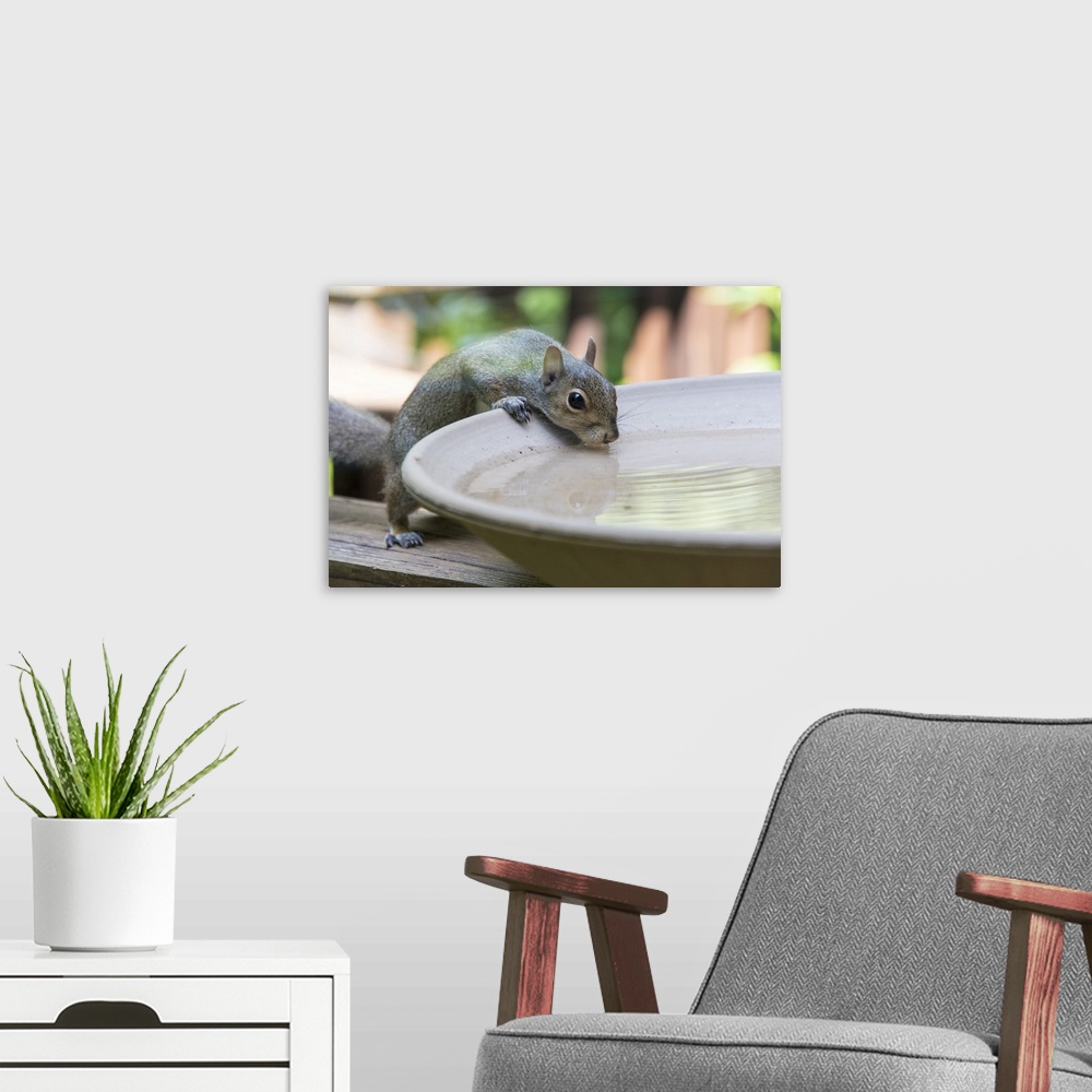 A modern room featuring USA, Tennessee. Eastern gray squirrel drinks at bird bath reflected in water. United States, Tenn...