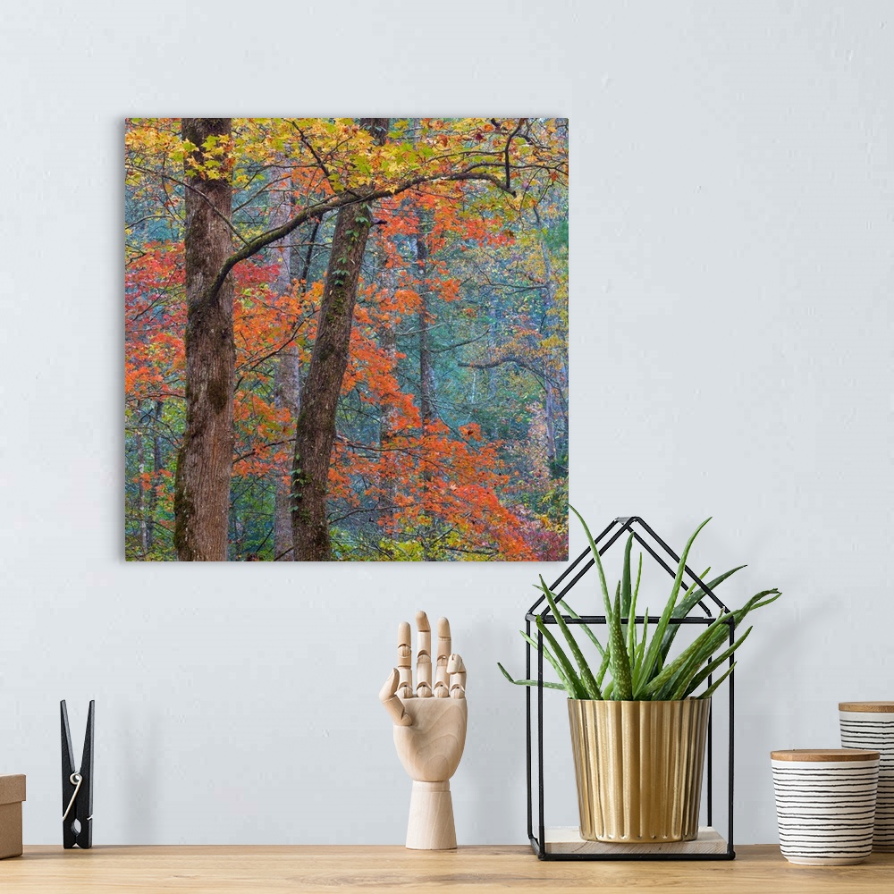 A bohemian room featuring USA, Tennessee. Forest scenic in autumn.