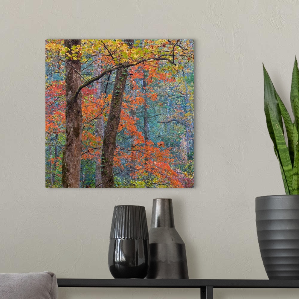 A modern room featuring USA, Tennessee. Forest scenic in autumn.