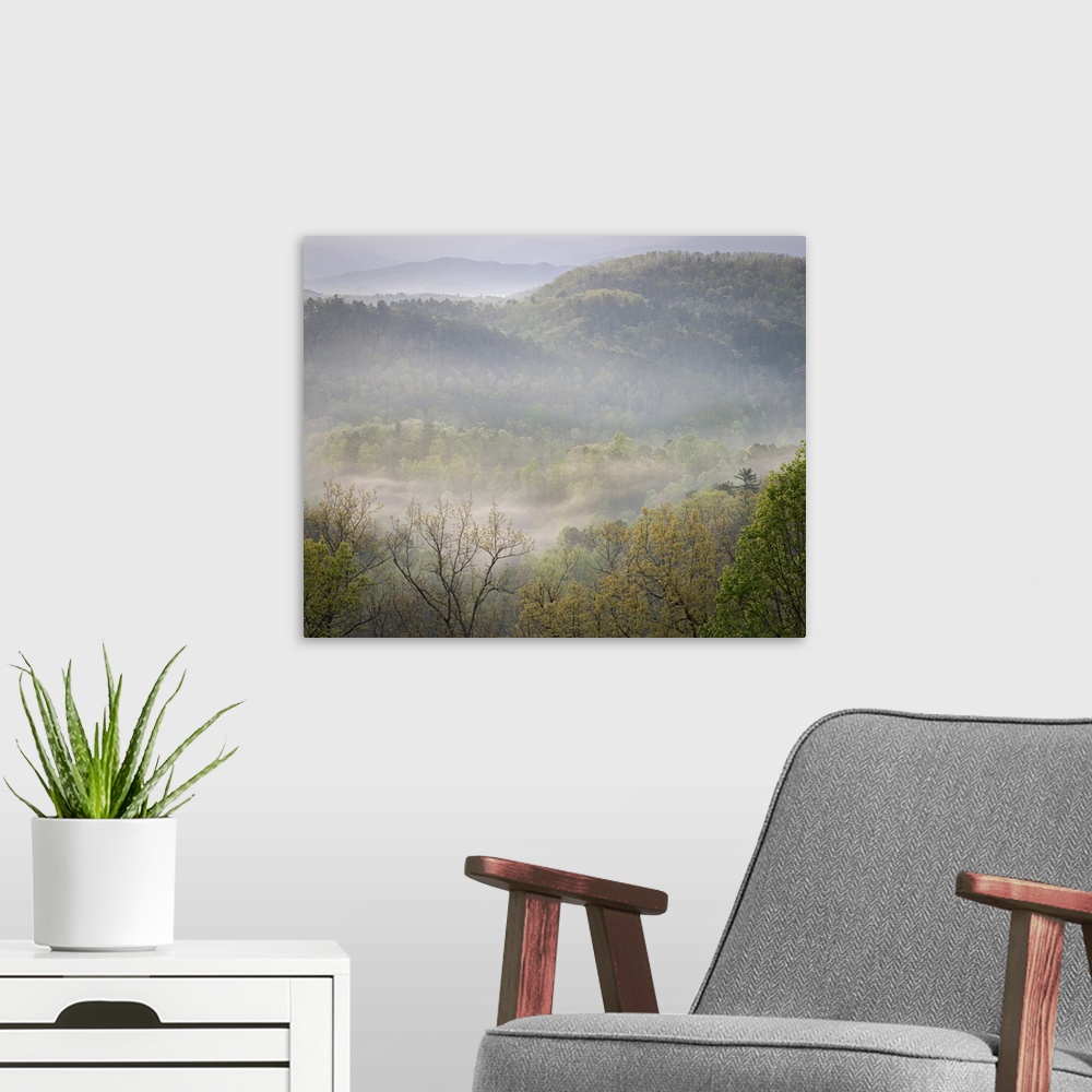 A modern room featuring USA, Tennessee, Smokey Mountains National Park. Sunrise mist on mountain forest.