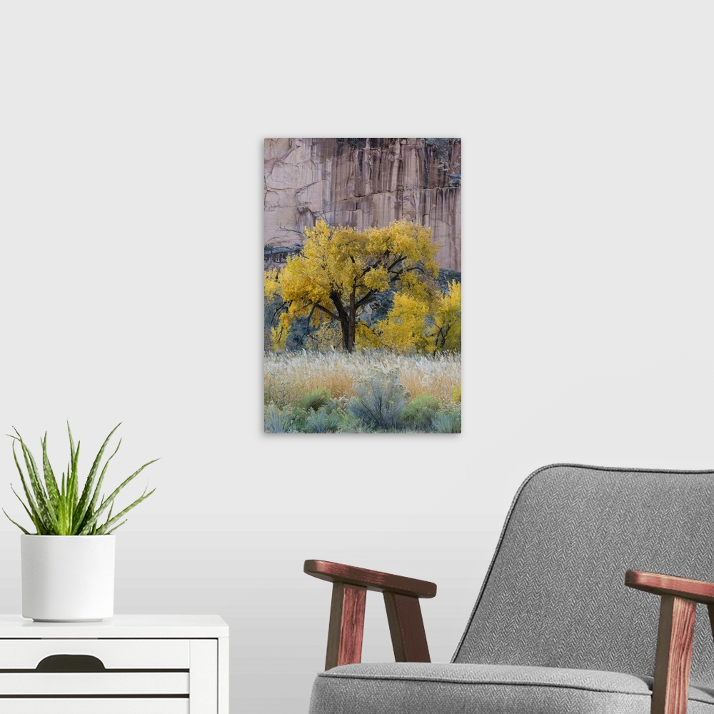 A modern room featuring USA, Utah, Sandstone Cliff Face And Autumn Cottonwood Trees, Capital Reef National Park
