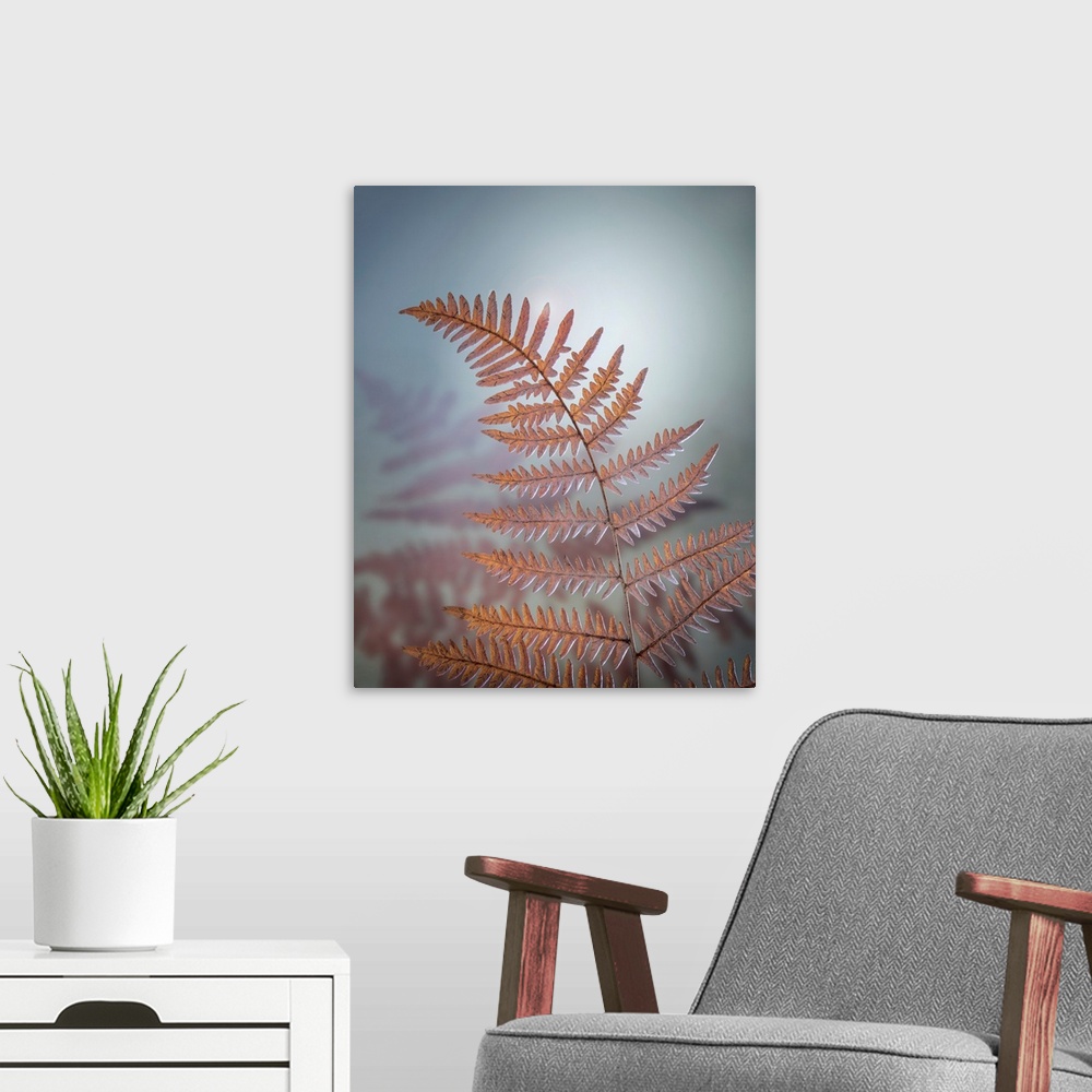A modern room featuring USA, Washington, Kitsap County. Bracken fern in winter.