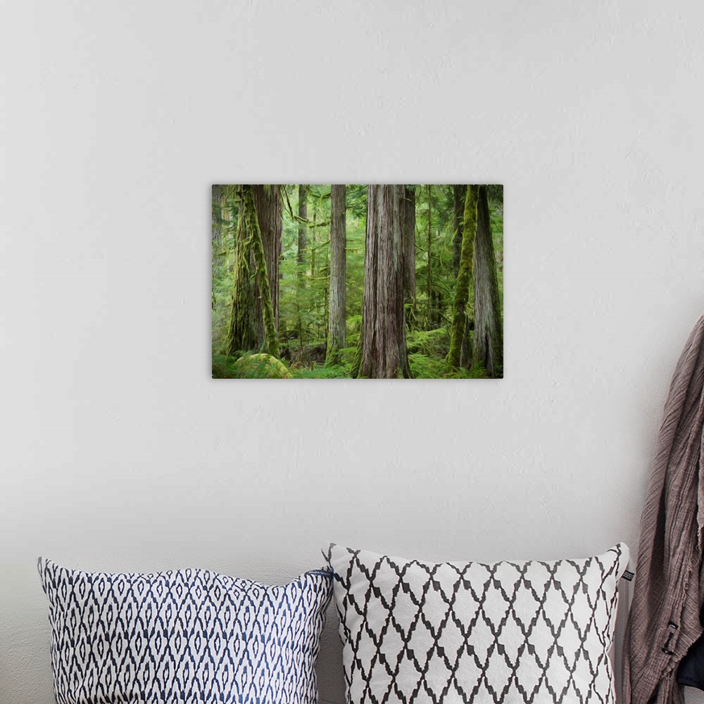 A bohemian room featuring USA, Washington, Olympic National Park. Abstract of old growth forest.