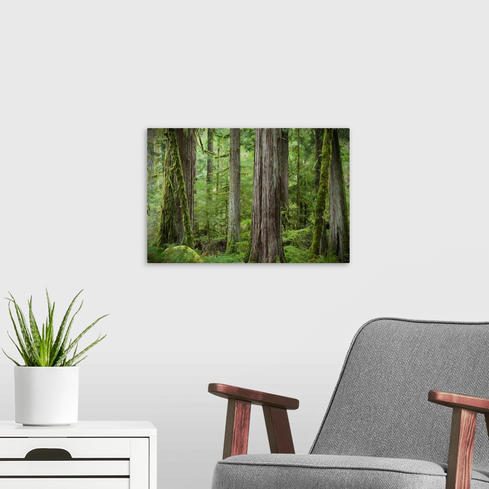 A modern room featuring USA, Washington, Olympic National Park. Abstract of old growth forest.