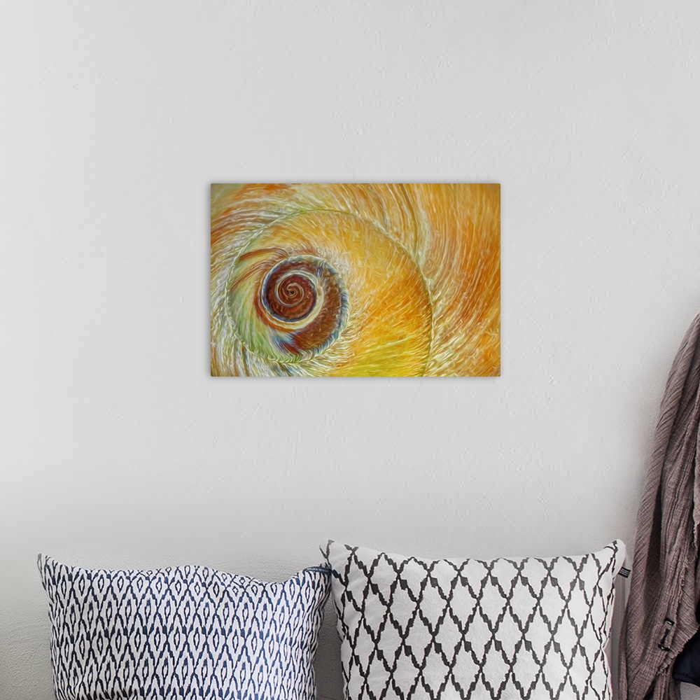 A bohemian room featuring USA, Washington, Seabeck. Abstract of moon snail shell close-up.