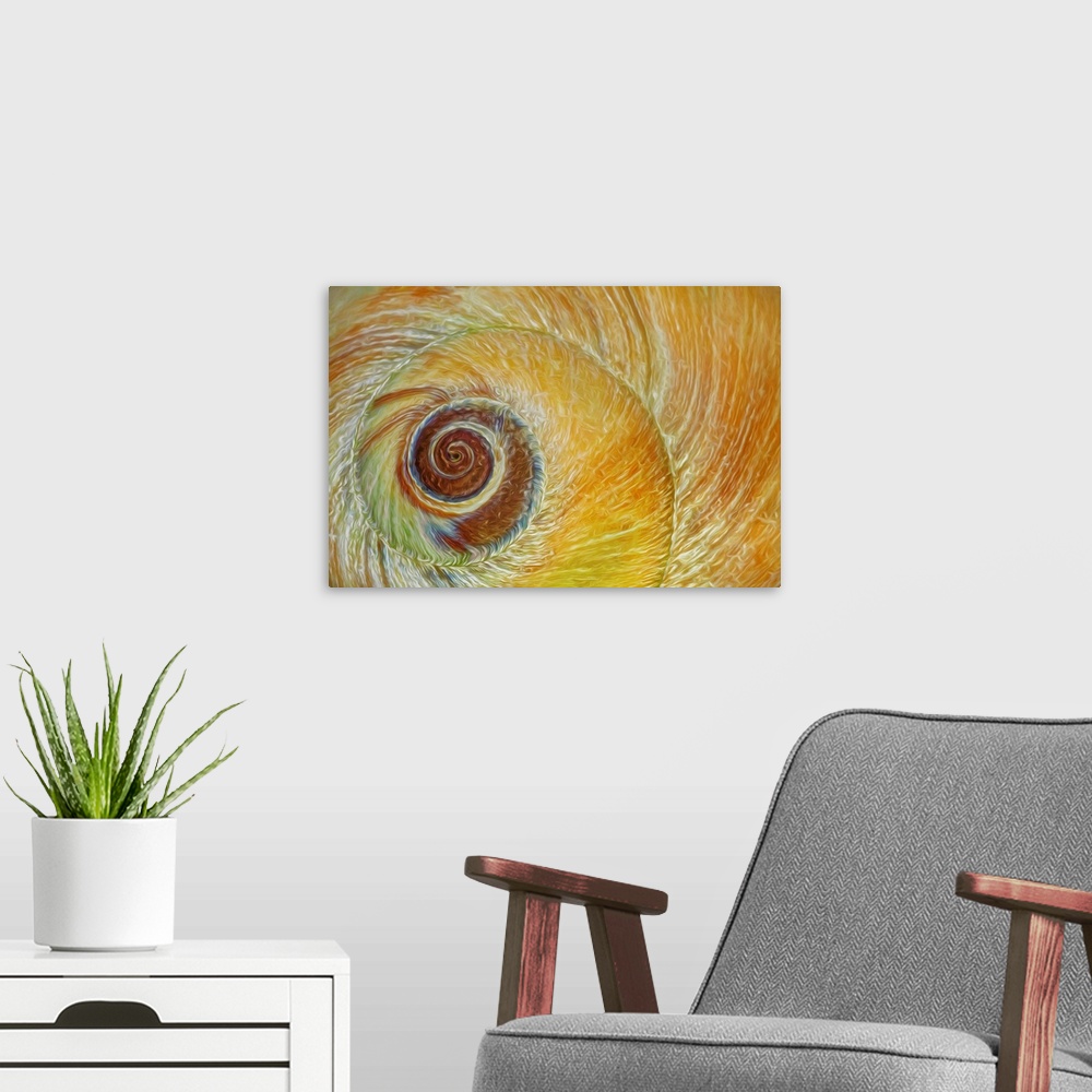 A modern room featuring USA, Washington, Seabeck. Abstract of moon snail shell close-up.