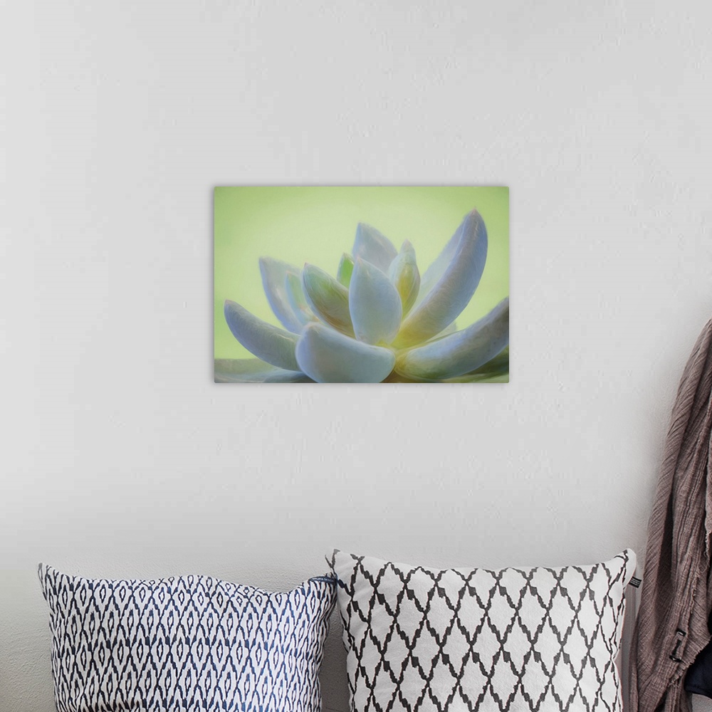 A bohemian room featuring USA, Washington, Seabeck. Abstract of  succulent plant.