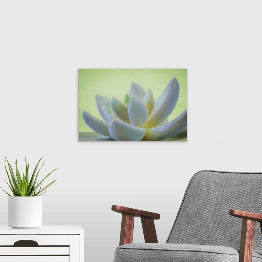 A modern room featuring USA, Washington, Seabeck. Abstract of  succulent plant.