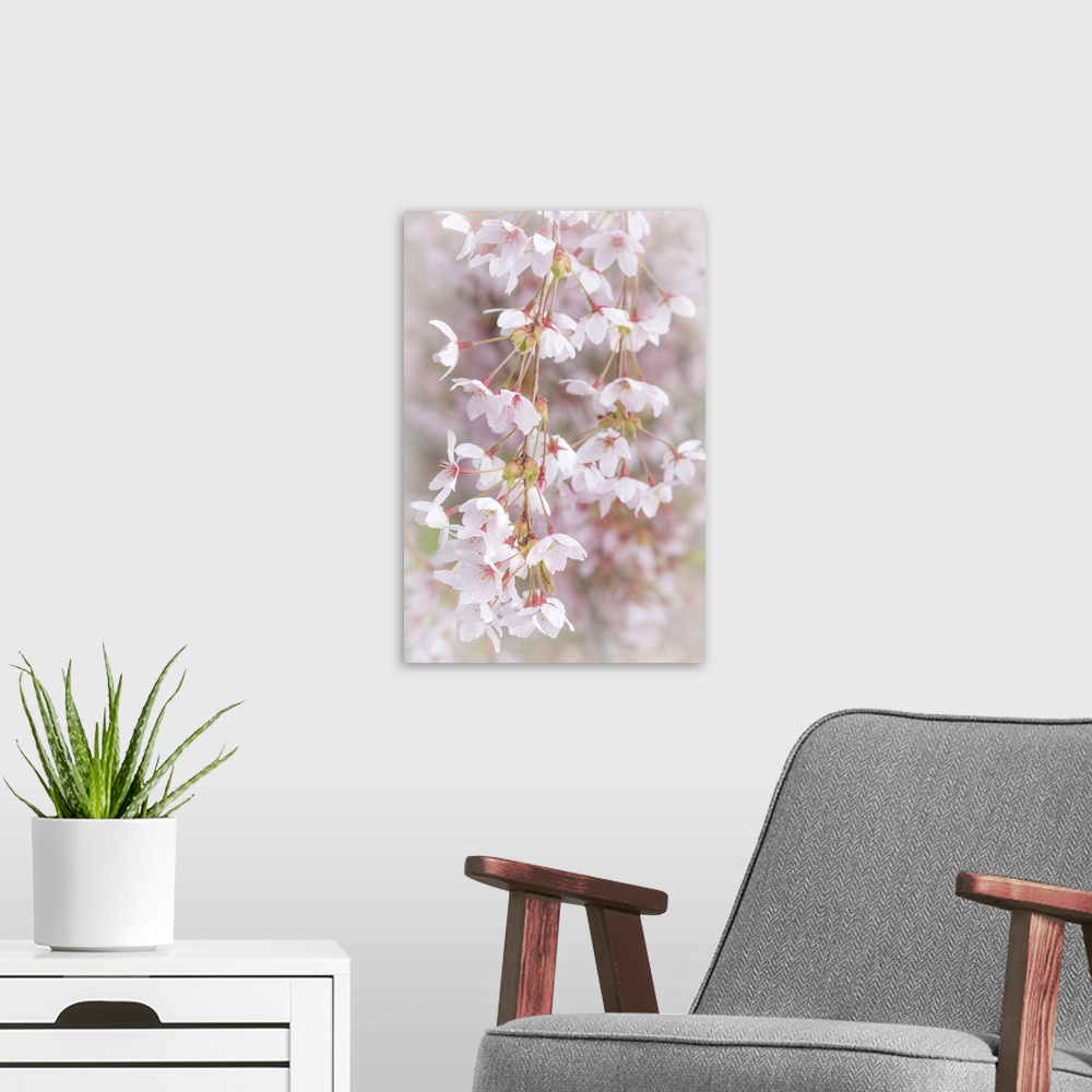 A modern room featuring USA, Washington, Seabeck. Cherry tree blossoms close-up.