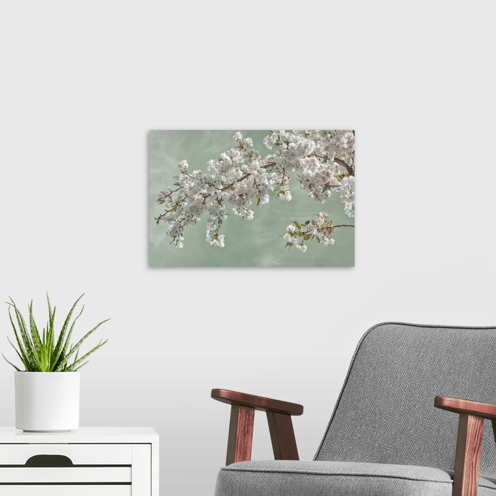 A modern room featuring USA, Washington, Seabeck. Cherry tree blossoms in spring.