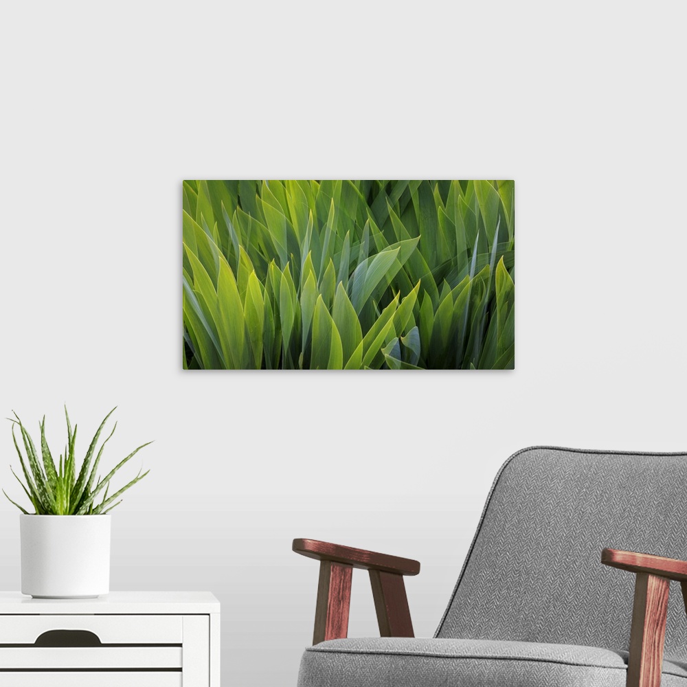 A modern room featuring USA, Washington, Seabeck. Composite of iris leaves.