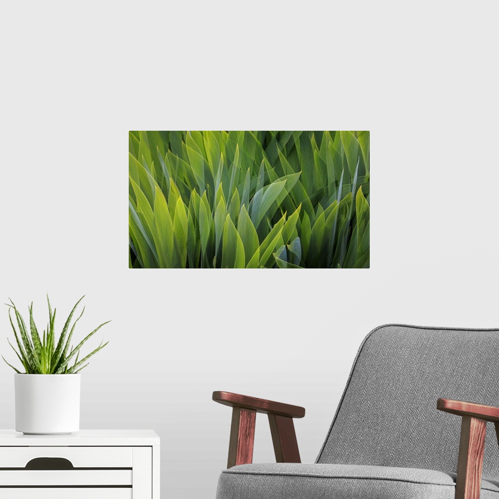 A modern room featuring USA, Washington, Seabeck. Composite of iris leaves.
