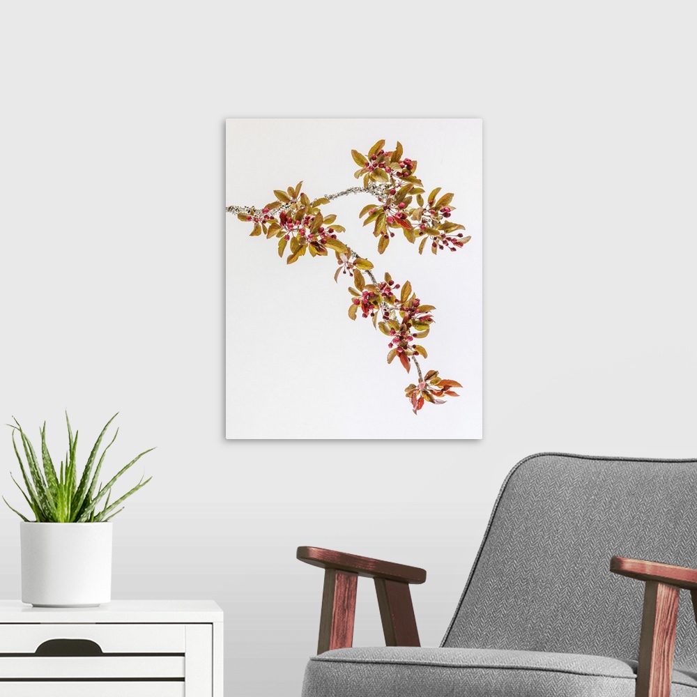 A modern room featuring USA, Washington, Seabeck. Crabapple branches in spring.