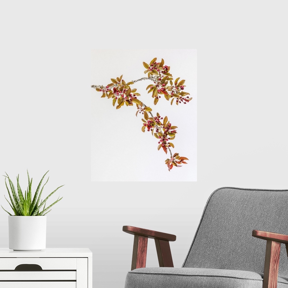 A modern room featuring USA, Washington, Seabeck. Crabapple branches in spring.