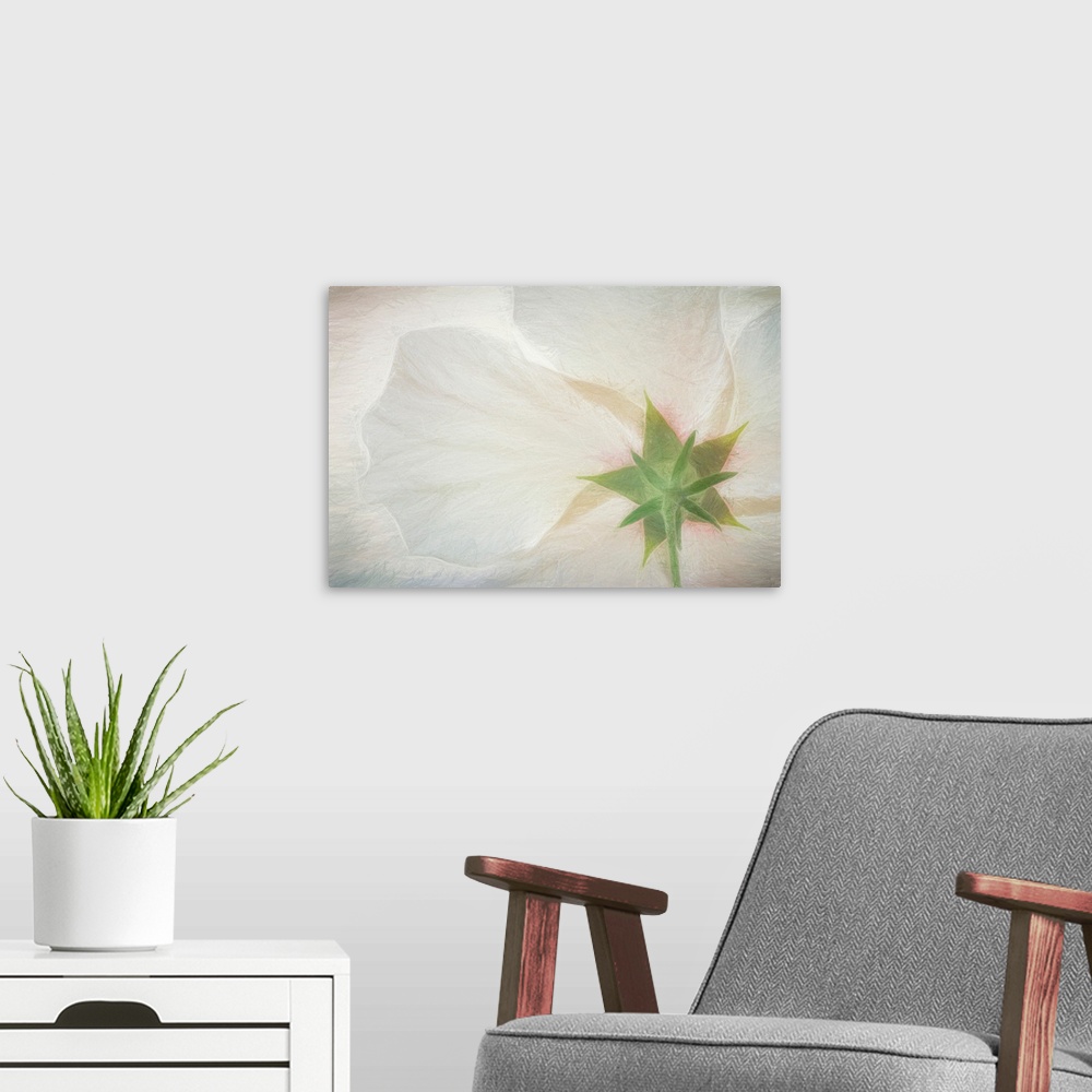 A modern room featuring USA, Washington, Seabeck. Hibiscus blossom close-up.