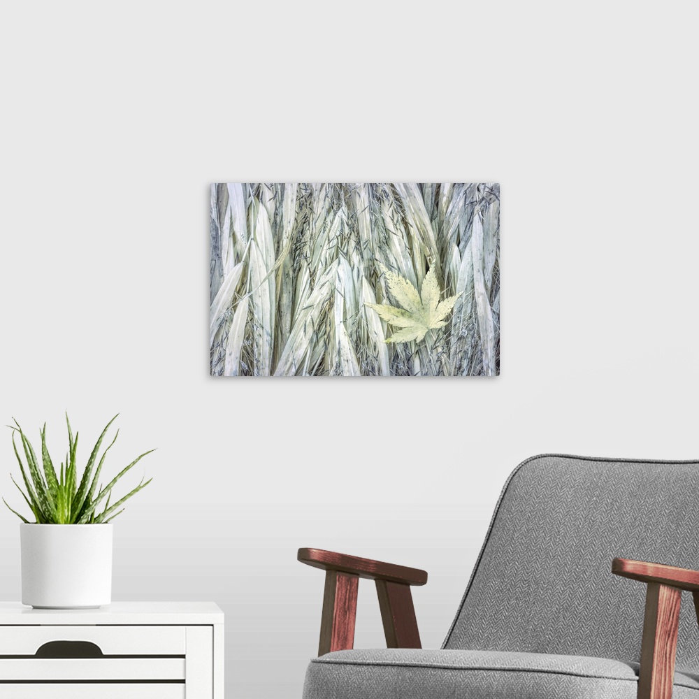 A modern room featuring USA, Washington, Seabeck. Maple leaf on Japanese forest grass in autumn.